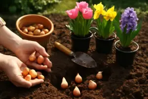 I bulbi da mettere a dimora in autunno: il passaggio chiave per fioriture spettacolari nella bella stagione