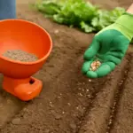 Seminatrici a spaglio o a righe? Il trucco per ottenere ortaggi uniformi e un raccolto regolare
