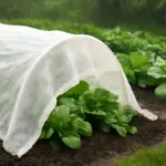 Coperture tessili per ortaggi: come evitare muffe e gestire l’umidità nei periodi più piovosi